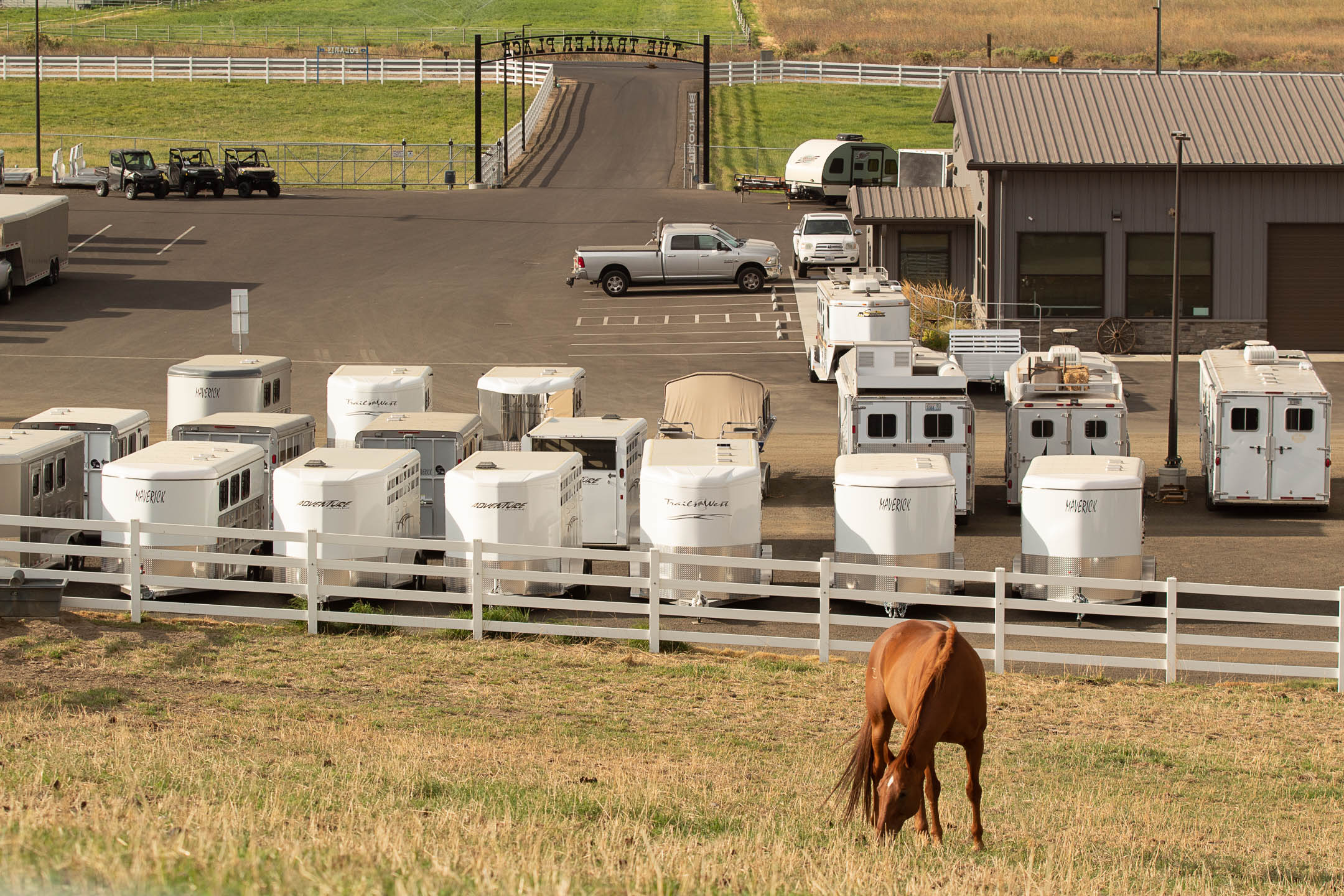 A horse grazing in the pasture beside rows of horse trailers at Don Johnson Sales in Walla Walla